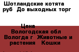 Шотландские котята 2000руб. До выходных торг. › Цена ­ 2 000 - Вологодская обл., Вологда г. Животные и растения » Кошки   
